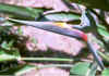 Bird_of_Paradise.jpg (65842 bytes)