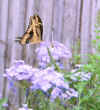 Blue_Plumbago.jpg (71590 bytes)