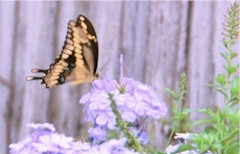 Click here to see more pictures