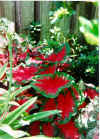 Caladium.jpg (30212 bytes)