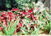 Caladiums.jpg (39486 bytes)