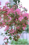 Crepe_Myrtle.jpg (62977 bytes)