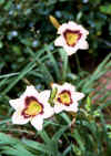 DayLily.jpg (33009 bytes)