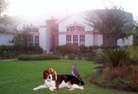THIS PICTURE: Sprucing up the subvision main entrance ...   PREVIOUS PICTURE: Cookie and Binky in front of our house. 