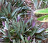 Oyster_Grass.jpg (71035 bytes)
