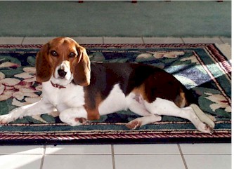 Cookie at 3 years old