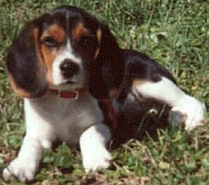 Cookie as a puppy.
