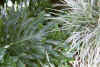 Philodendron_Aztec_Grass.jpg (139656 bytes)