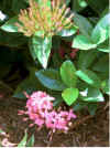 Pink_Ixora.jpg (88228 bytes)