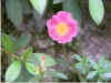 Purslane.jpg (12919 bytes)