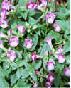 Wishbone_Plant.jpg (82645 bytes)