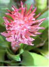bromeliad.jpg (28997 bytes)
