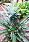 pineapple.jpg (29649 bytes)